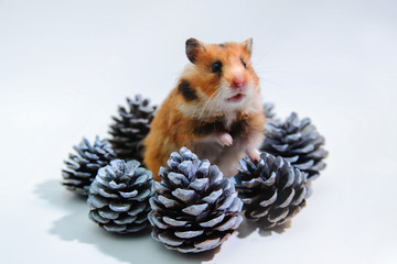 Red-haired Syrian hamster in spruce cones