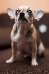 Chihuahua puppy dog ​​christmas spitz