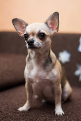Obraz na płótnie Canvas Chihuahua puppy dog ​​christmas spitz