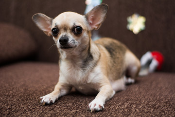 Chihuahua puppy dog ​​christmas spitz