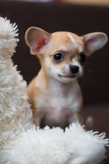 Chihuahua puppy dog ​​christmas spitz