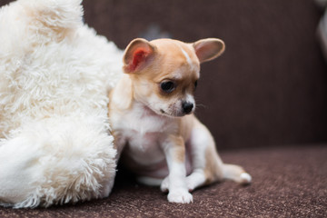 Chihuahua puppy dog ​​christmas spitz