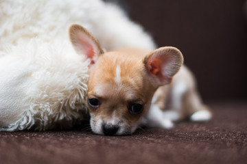 Obraz na płótnie Canvas Chihuahua puppy dog ​​christmas spitz