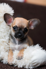 Chihuahua puppy dog ​​christmas spitz