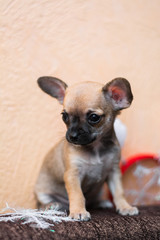 Chihuahua puppy dog ​​christmas spitz