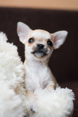 Chihuahua puppy dog ​​christmas spitz