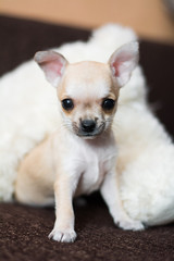 Chihuahua puppy dog ​​christmas spitz