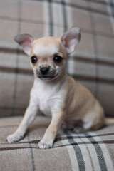 Fototapeta na wymiar Chihuahua puppy dog ​​christmas spitz
