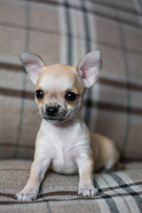 Chihuahua puppy dog ​​christmas spitz