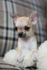 Chihuahua puppy dog ​​christmas spitz