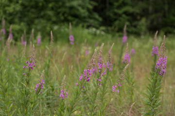 Pink flowers of fireweed Epilobium or Chamerion angustifolium in bloom ivan tea.