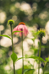 closeup of echinacea flower bud