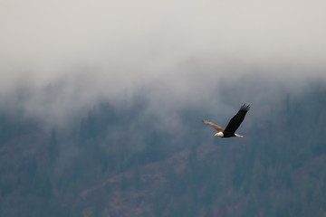 Bald eagle soars along a hillside during a cloudy and foggy/misty day in coeur d'alene idaho