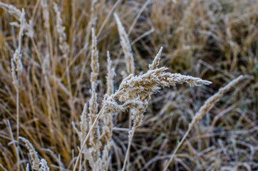 Fototapeta premium Severe frost in the fall. Grass in the countryside in late autumn. Golden spikelets of grass in ice.