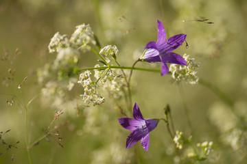 Flower of a wild rampion bellflower. Its Latin name is Campanula Portenschlagiana Syn Campanula Muralis