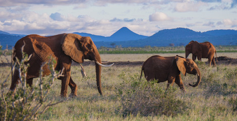 Elephants on savannah