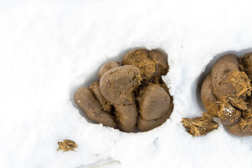 Fresh pile of horse manure rests on a snow background