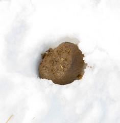 Fresh pile of horse manure rests on a snow background