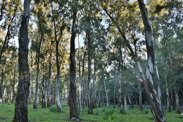 bosco di eucalipti in sicilia