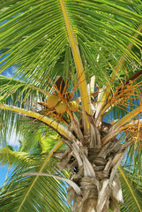 Tropical palms beach Dominican Republic.