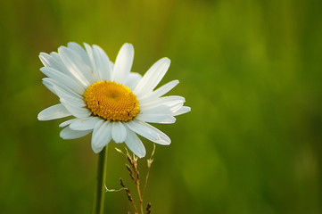 Fototapeta premium daisy on green background