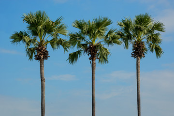 Three slender palm trees against blue sky. Thailand