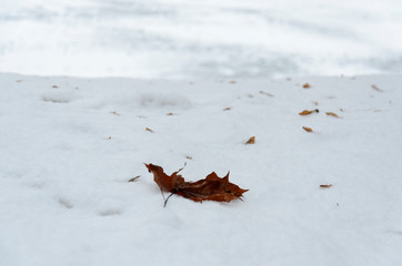 Yellow leaves in snow. Late fall and early winter. Blurred nature background with shallow dof.