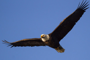 Bald Eagle Soars in Open Sky