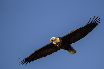 Bald Eagle Soars in Open Sky