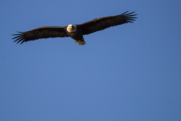 Bald Eagle Soars in Open Sky