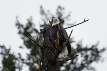 Bald Eagle Staring Down while perched on a branch in northern idaho