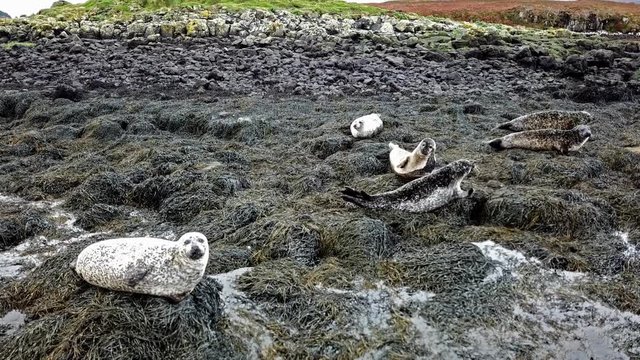 Aerial view of seal colony in Scotland - UK