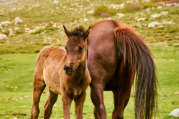 Detail of small brown horse with his mother on green meadow