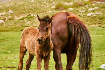 Obraz premium Detail of small brown horse with his mother on green meadow