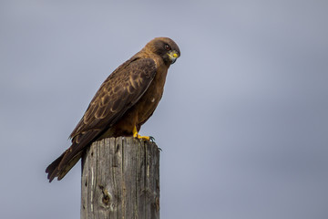 Red Tail Hawk Perched atop an Electrical Post