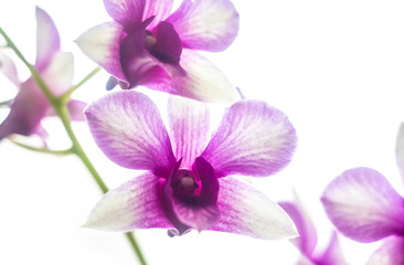 Fototapeta na wymiar Pink Phalaenopsis or Dendrobium bigibbum Orchid flower in winter in home window tropical garden. Floral nature background. Selective focus. White background.
