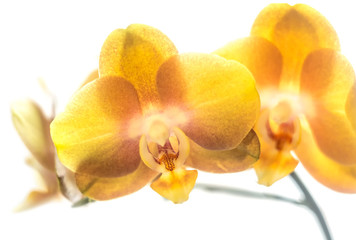 Fototapeta na wymiar Yellow Orange Phalaenopsis or Moth dendrobium Orchid flower in winter in home window tropical garden. Floral nature background. Selective focus. White background.