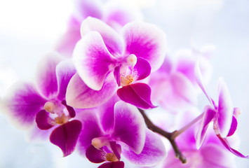 Fototapeta na wymiar Pink Phalaenopsis or Moth dendrobium Orchid flower in winter in home window tropical garden. Floral nature background. Selective focus.