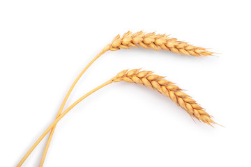ears of wheat isolated on white background. Top view