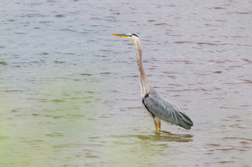 Great blue heron (Ardea herodias).  Large wading bird in the heron family Ardeidae, hunts for fish...