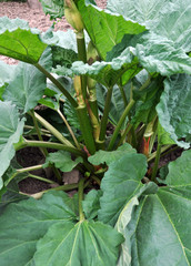 The bush of the rhubarb grows in the open ground