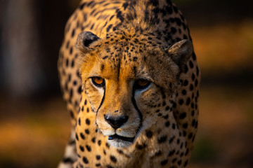 Gepard