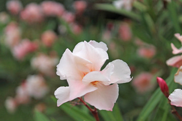 pink oleander