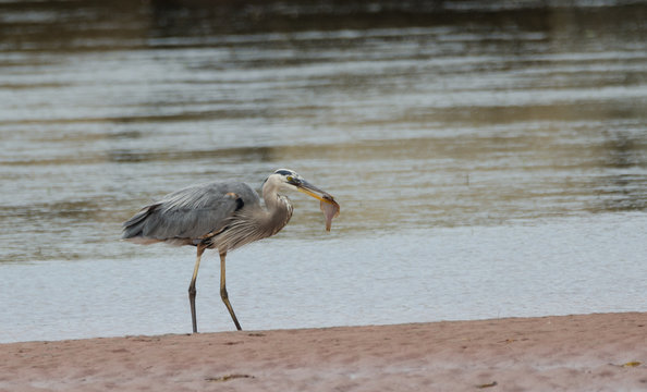 Great blue heron (Ardea herodias).  Large wading bird in the heron family Ardeidae, catches a fish in shallow water of a small bay in New Brunswick, Canada.