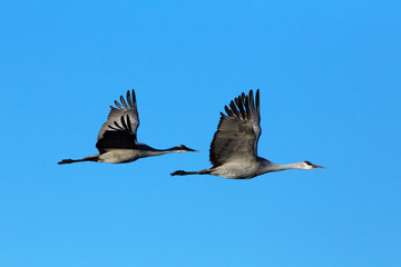 Sandhill Crane, Bosque Del Apache, New Mexco