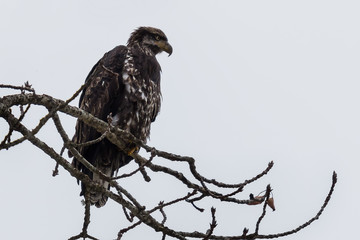 Juvenile Bald Eagle Perched on a Branch