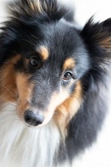 Hund Portrait
