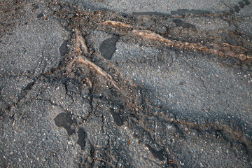 Two roots of an old tree break through the asphalt