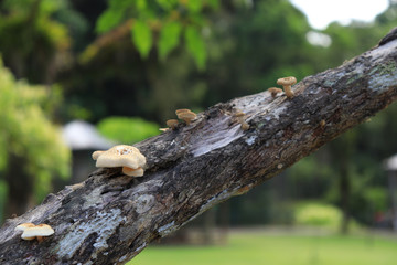 Mushrooms in the tree