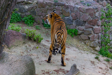 Tiger walking 